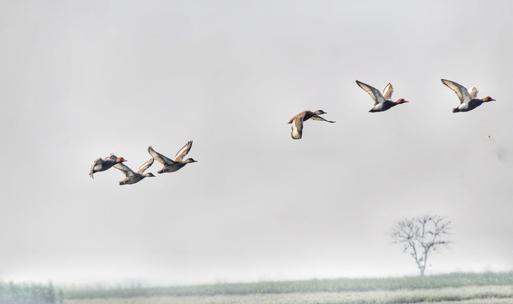 Photograph by Sayan Das