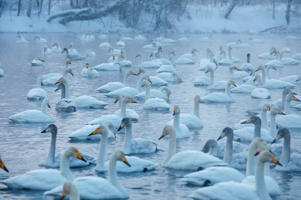 Photograph by Людмила Аксенова