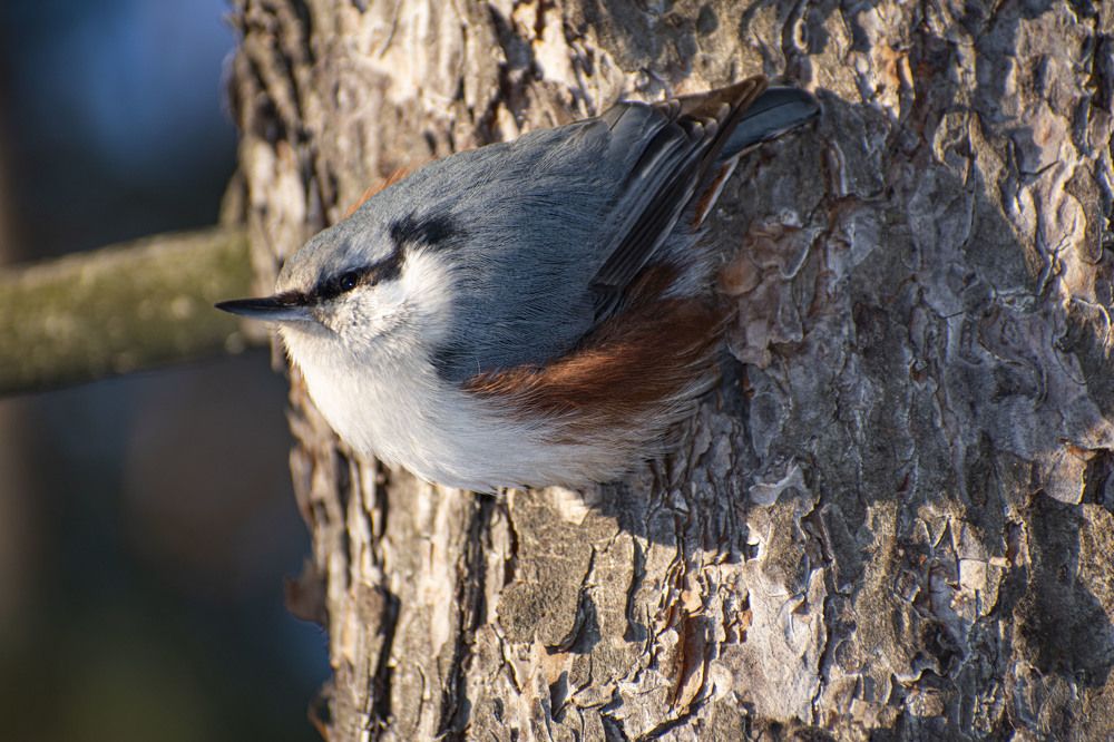 Photograph by Галина Завязкина