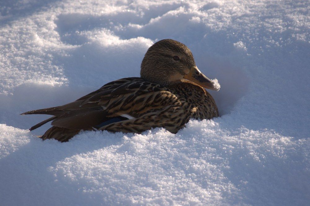 Photograph by Ирина Вассерлауф