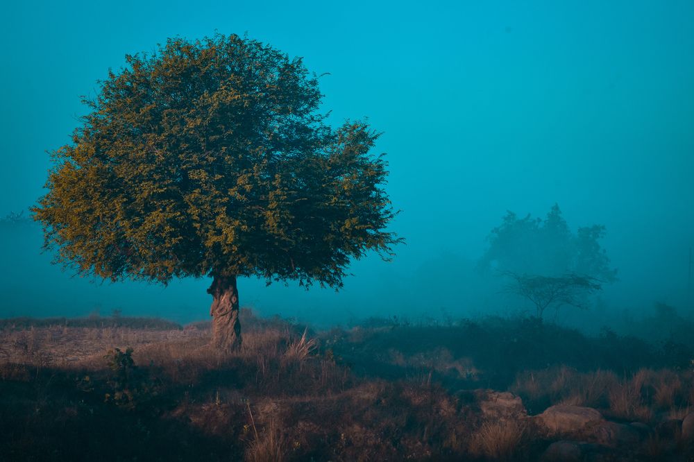 Photograph by Ashish Kalsarpe