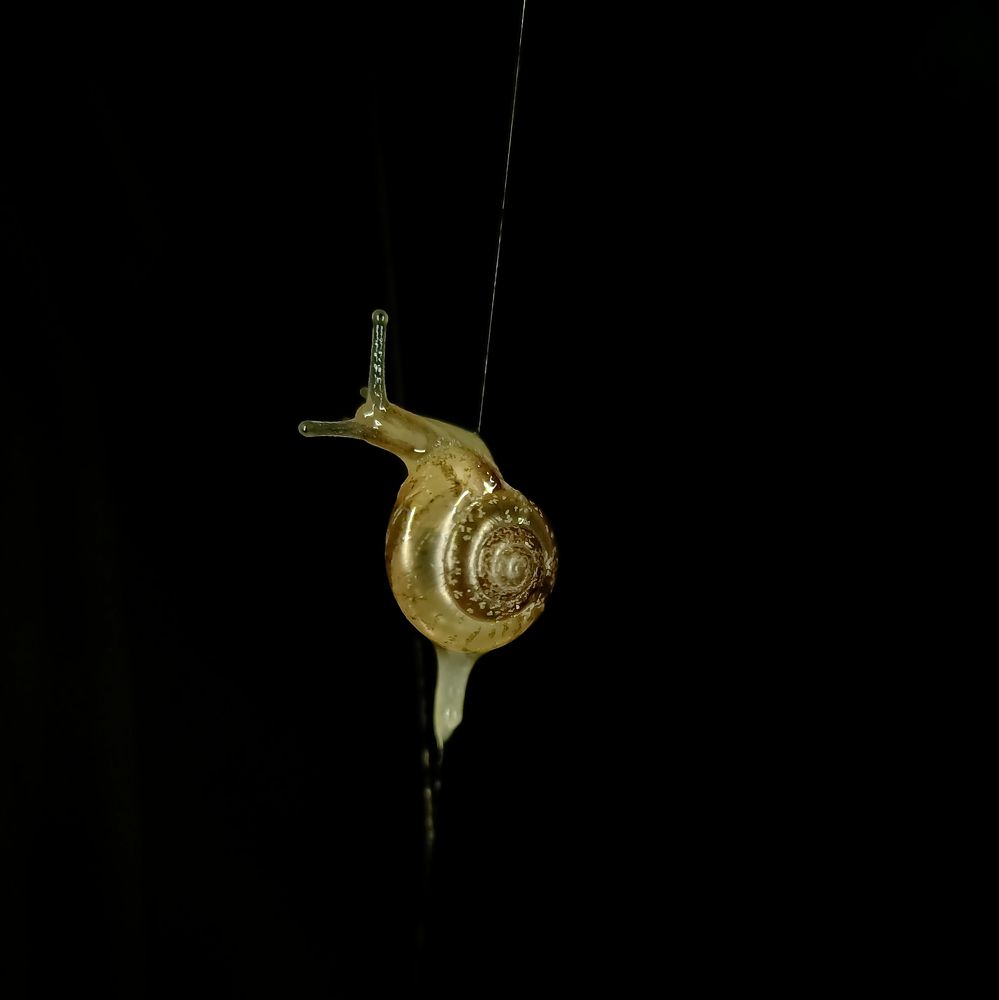 Snail walking on a spider's web.