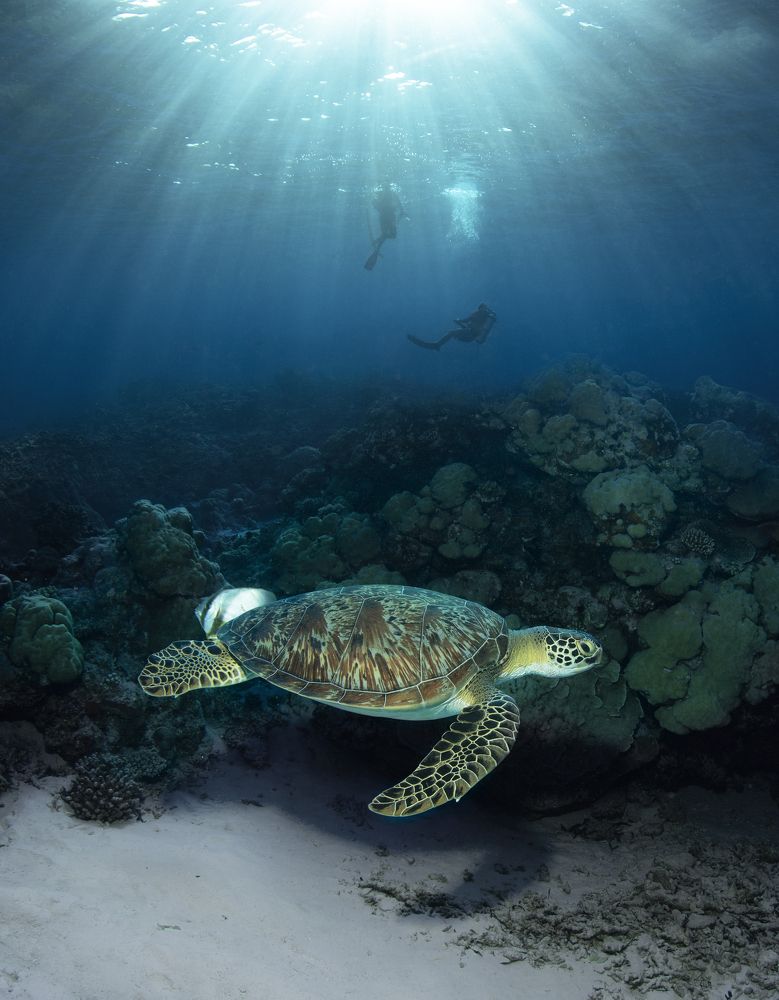 Фотография автора Димитрий Евтушик