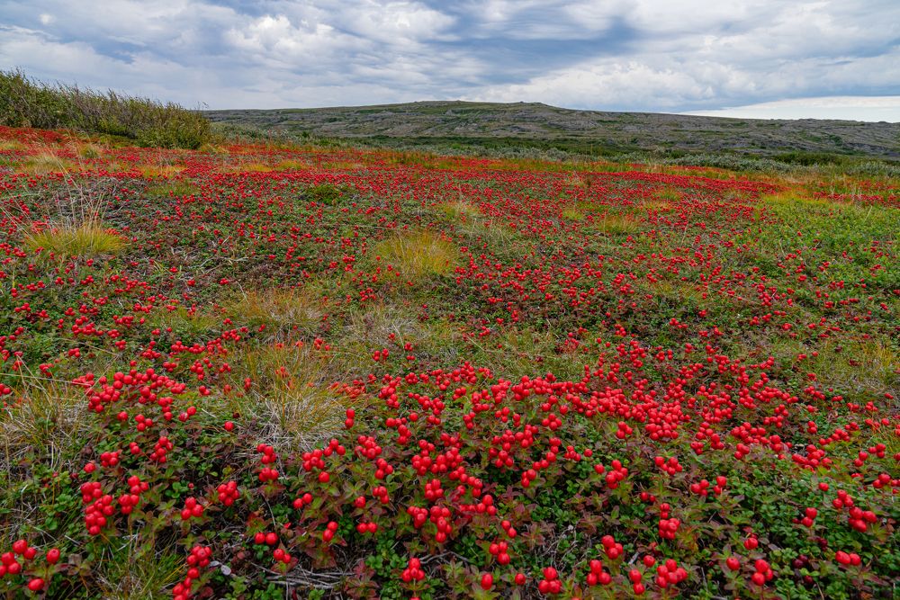 Photograph by Михаил Корнев