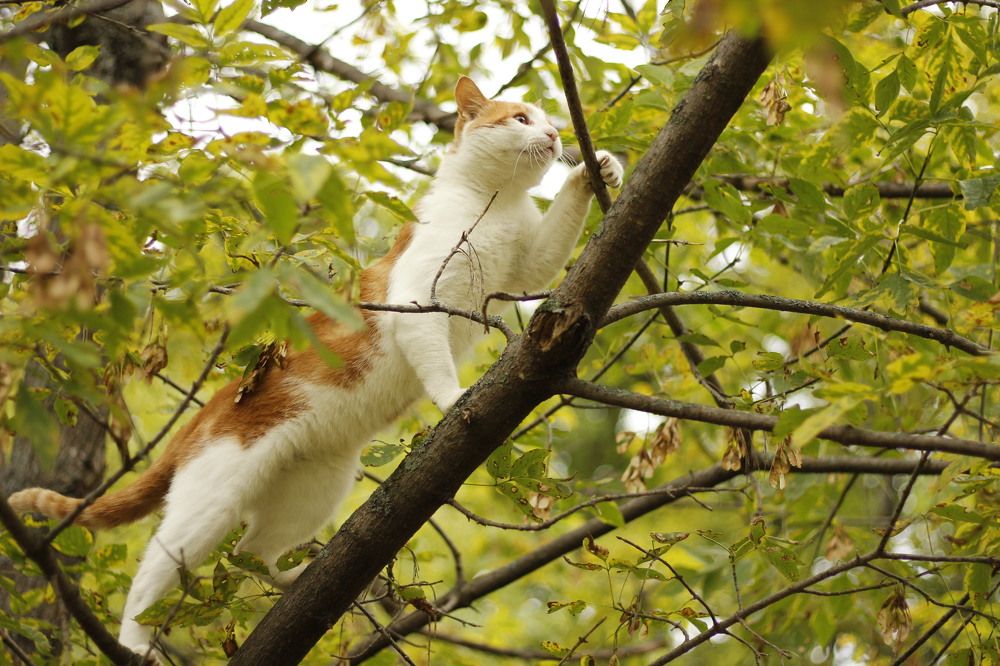 Photograph by Нина Ларина