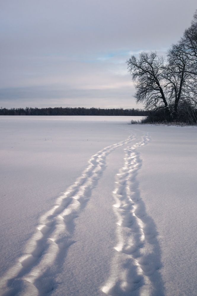 Дорога в Тарасов лес