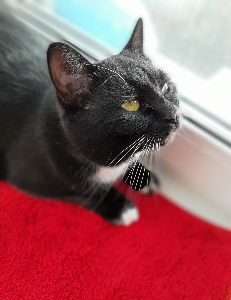 Красное и чёрное