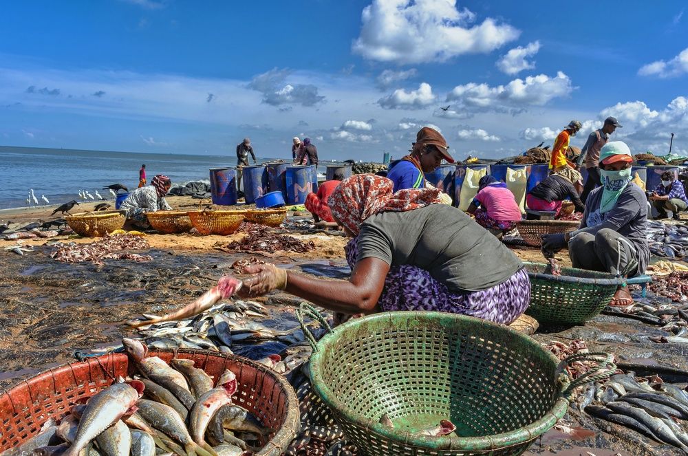 Local Fish mongers, Sri Lanka