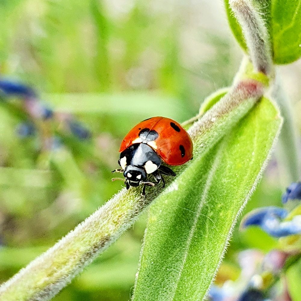 Мобильная фотография