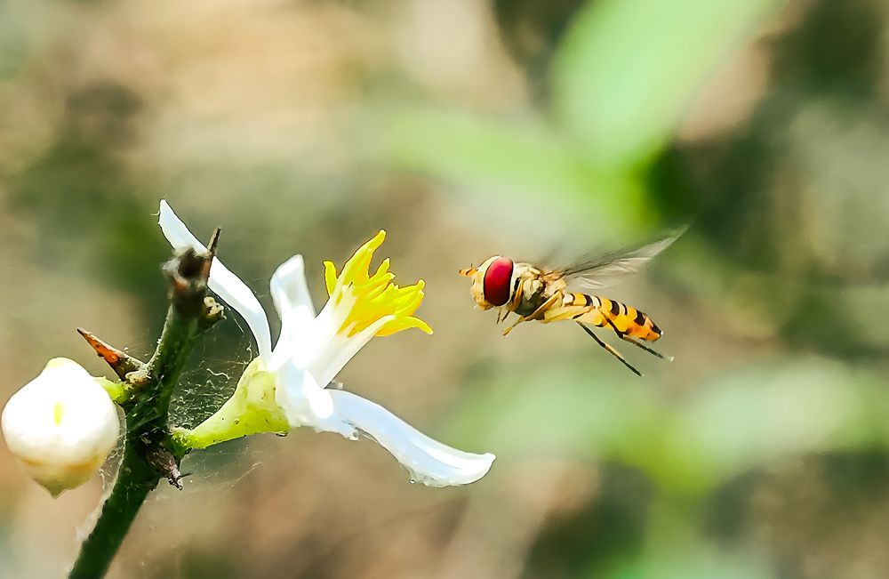 Photograph by Souvik Bhowmik