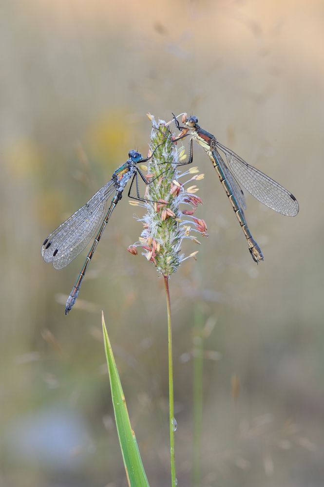 Тюльпаны для любимой.