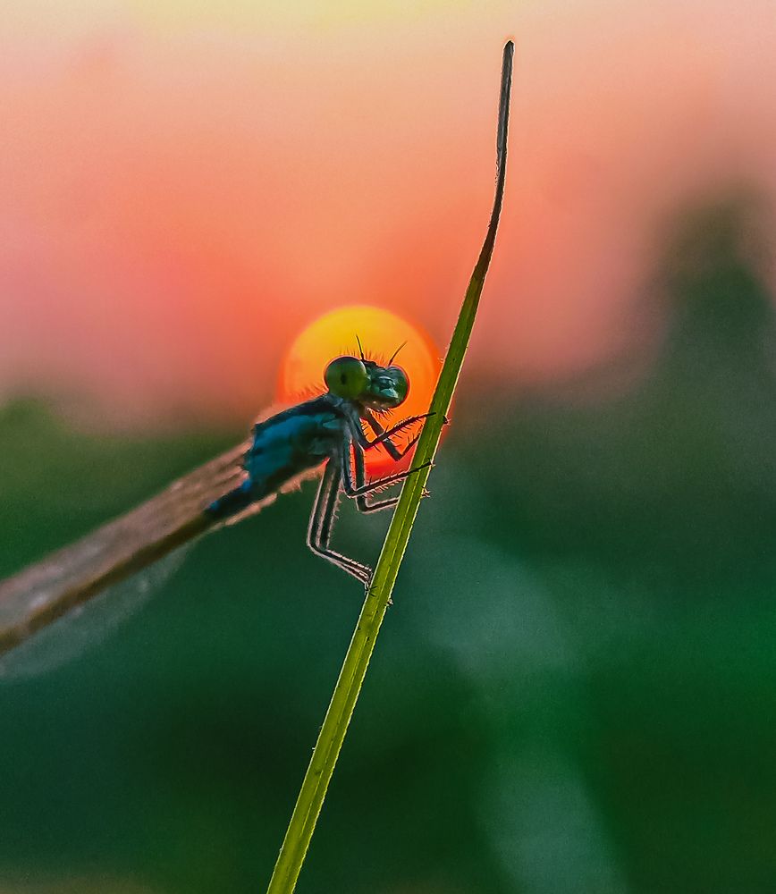 Photograph by Souvik Bhowmik