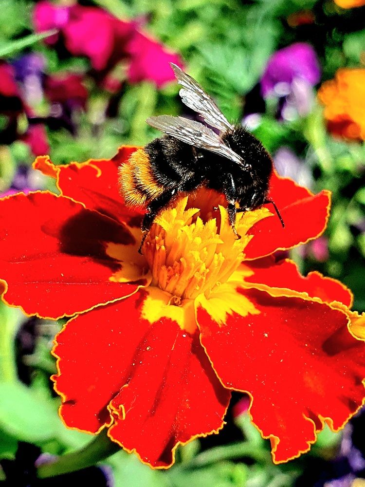 Мобильная фотография