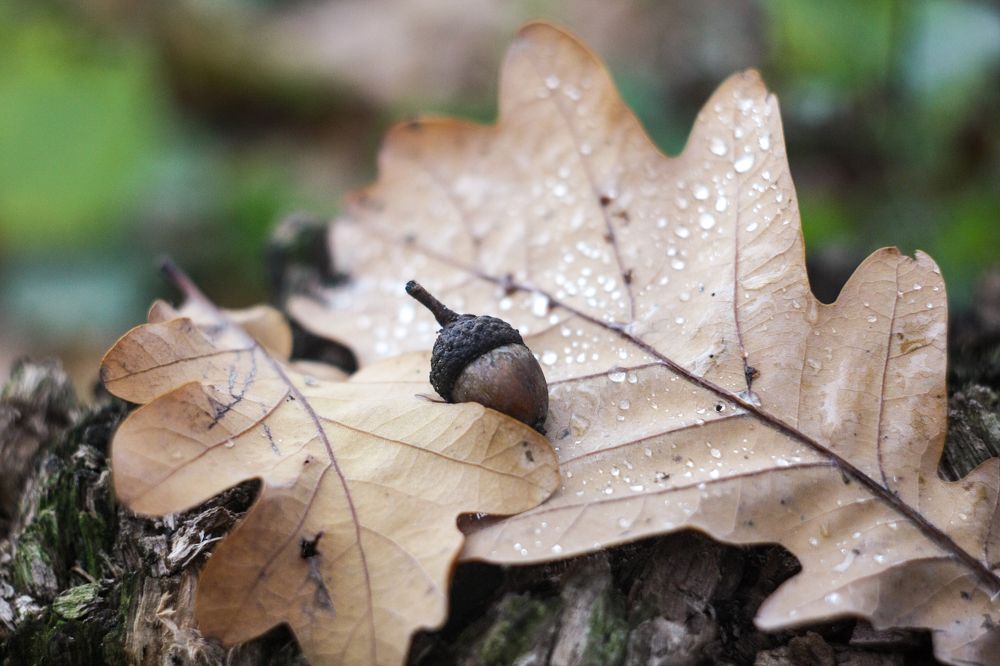 Photograph by Надежда Сидорова