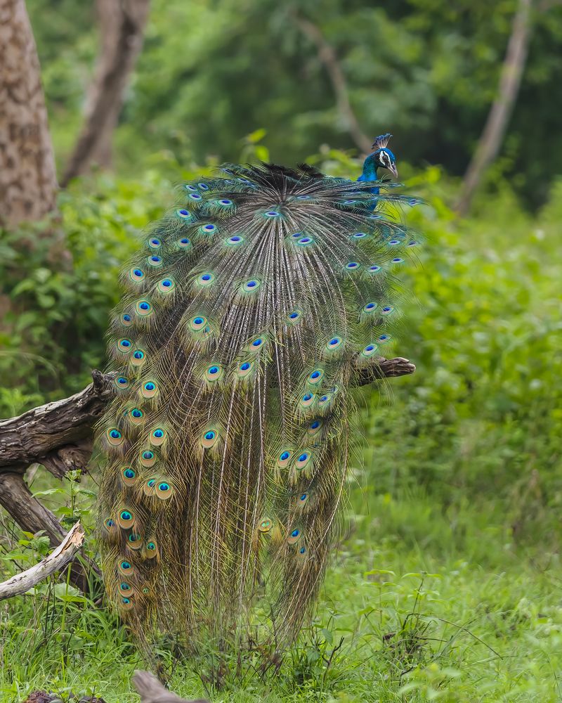 Photograph by Venkat Mangudi