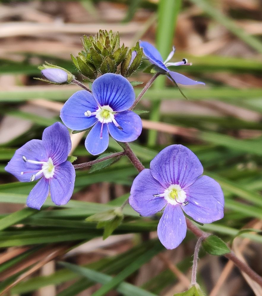 Photograph by Завальнюк Антонина