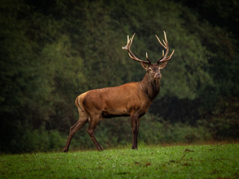 Photograph by Pesti Tamás