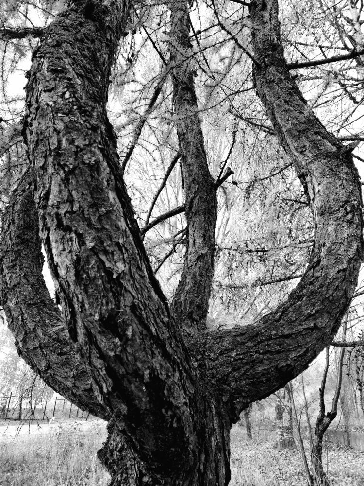 Бараний рог.