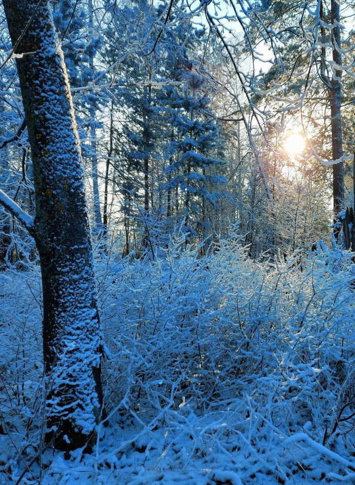 Кружевная зима.