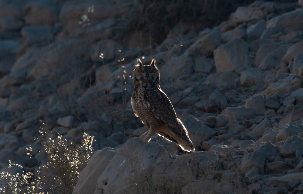 Фотография автора Hari Govindarajulu