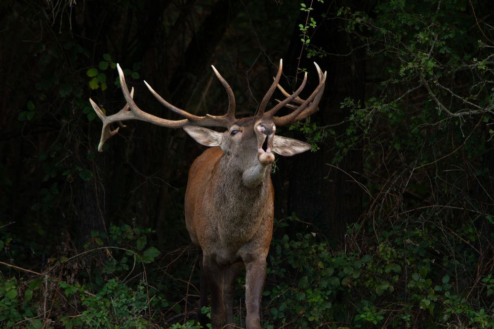 Photograph by Pesti Tamás