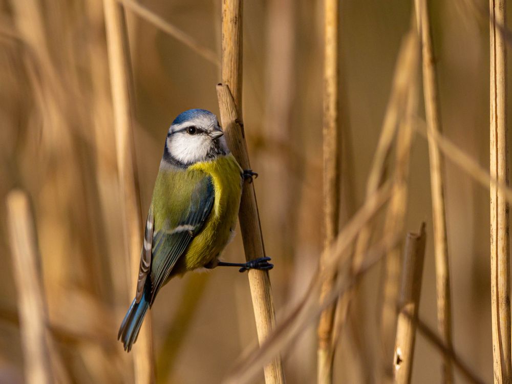 Photograph by Pesti Tamás