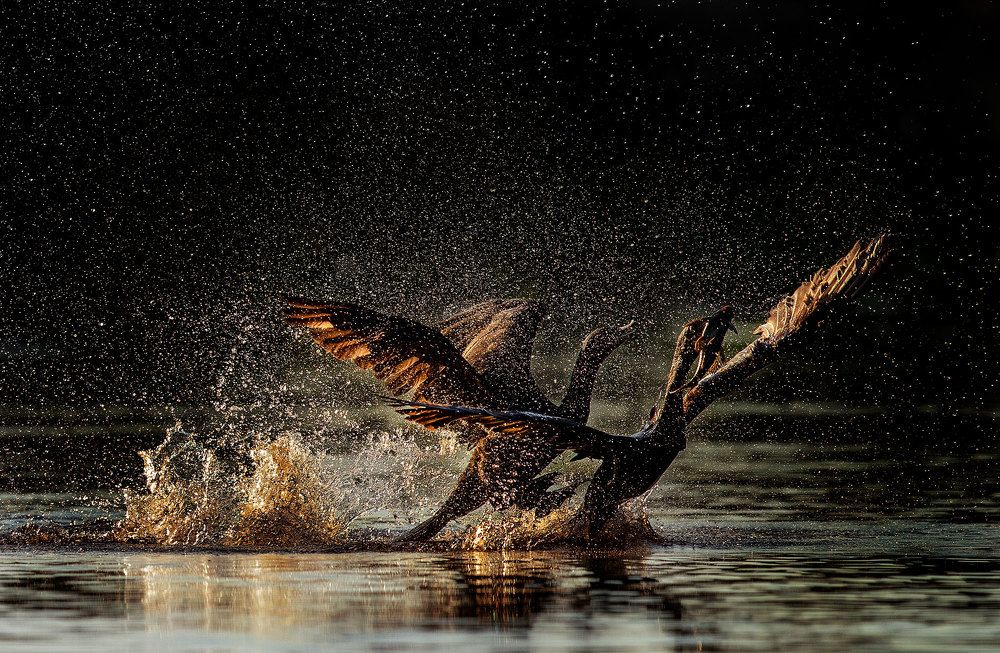 Фотография автора Vishnu Gopal