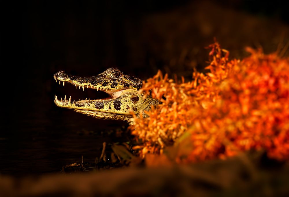 Фотография автора Vishnu Gopal