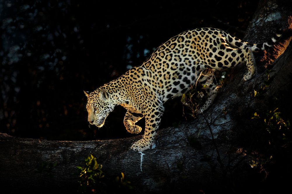 Фотография автора Vishnu Gopal