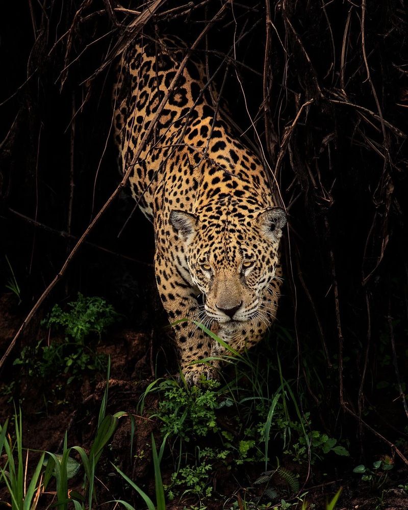 Фотография автора Vishnu Gopal