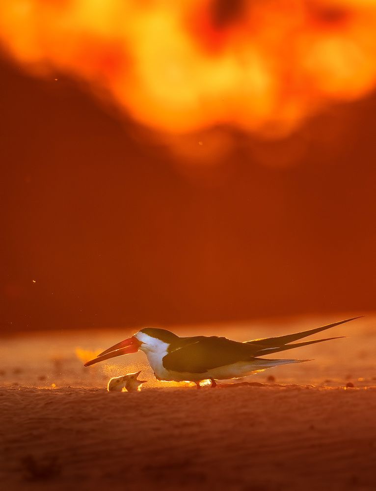 Фотография автора Vishnu Gopal