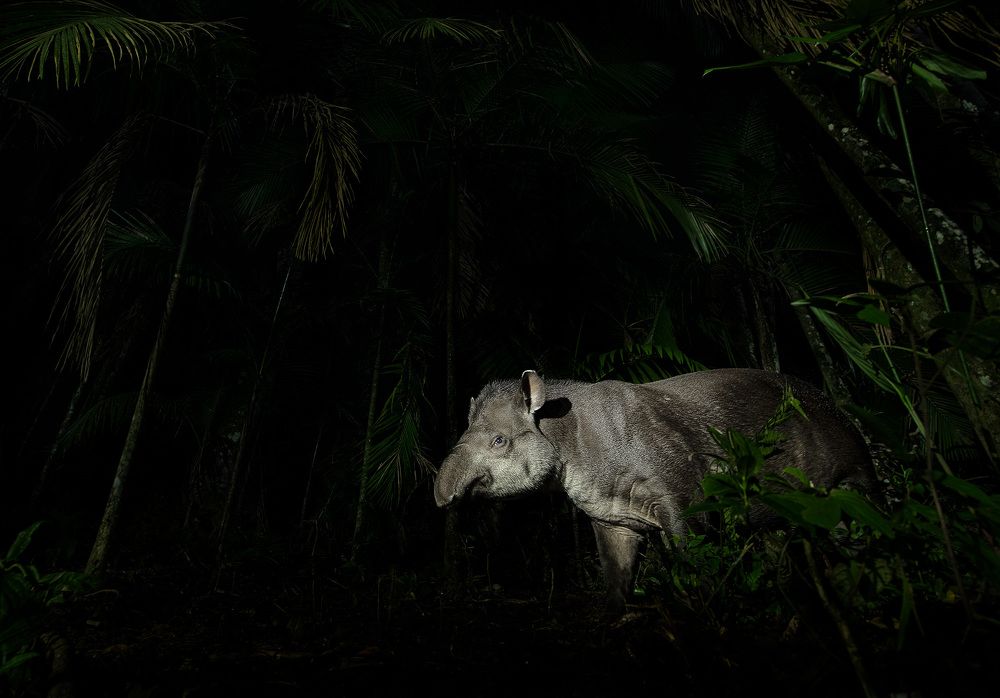 Фотография автора Vishnu Gopal