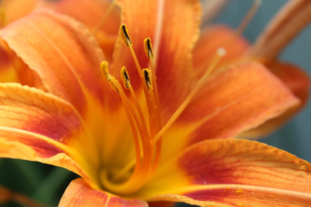 Photograph by Татьяна Сюсина