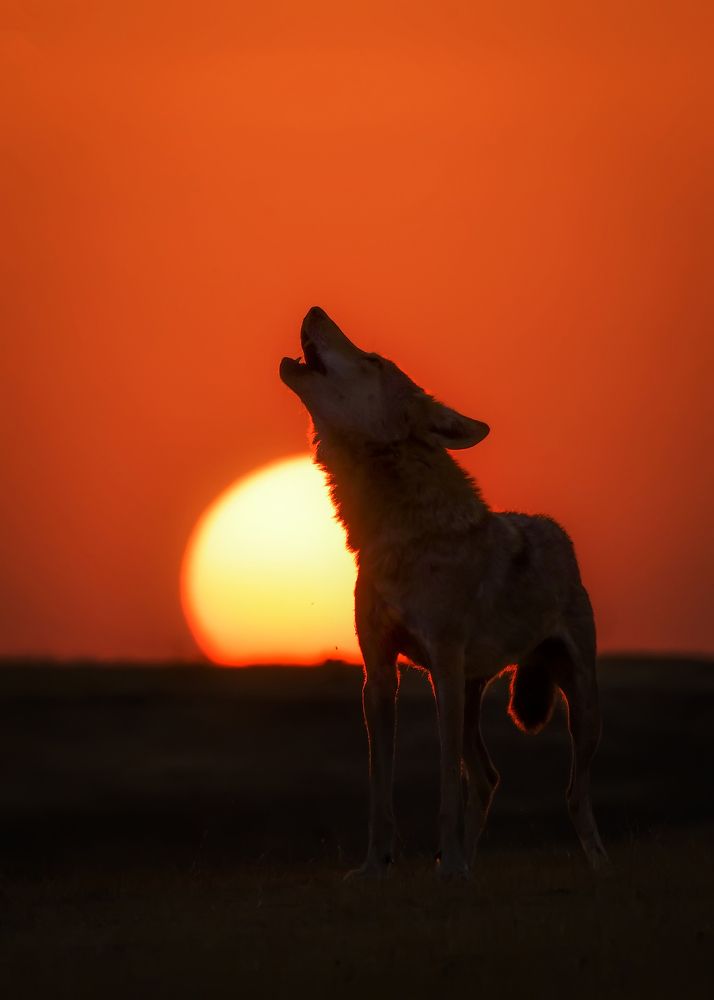 Howling Dusk !