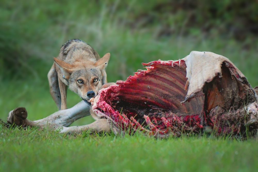 Photograph by Onkar Bedre