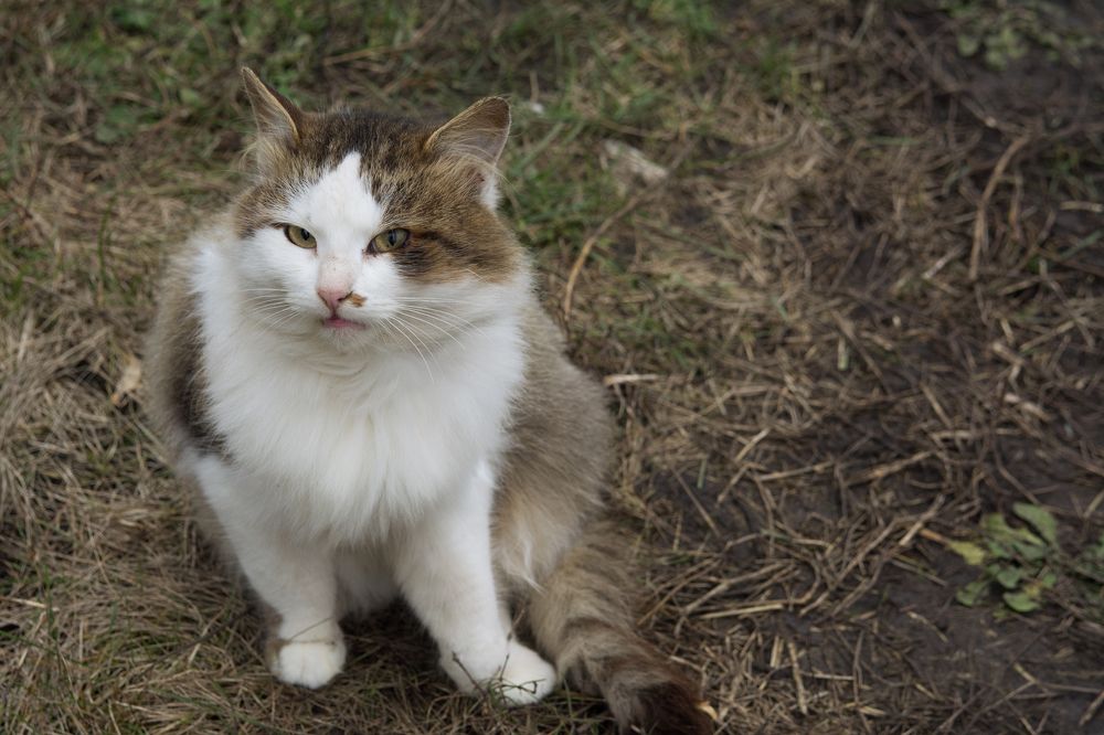 Фотография автора Максим Штормов