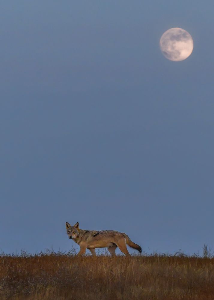 Photograph by Onkar Bedre