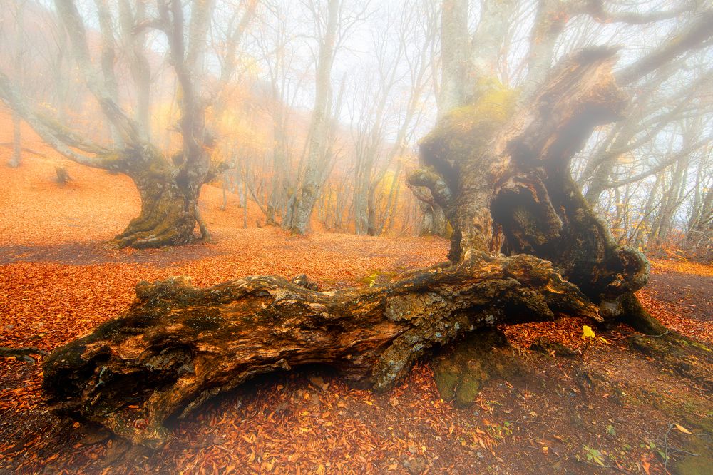 Photograph by Сергей Абашкин