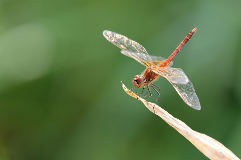 Фотография автора Алексей Попов