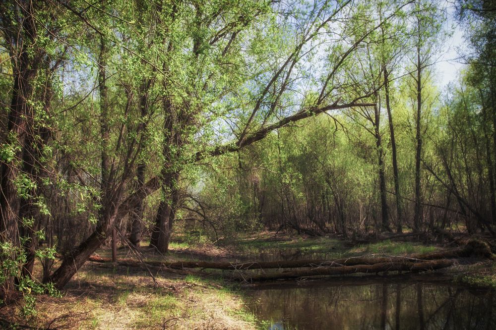 Photograph by Ксения