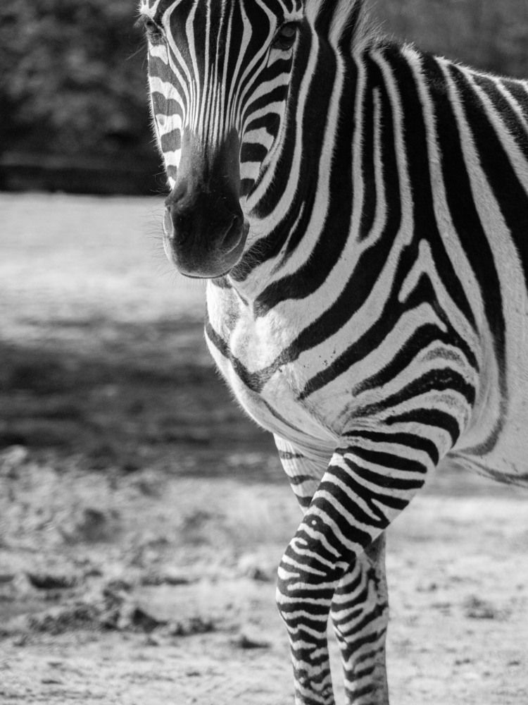 Photograph by Доляна Ашкова