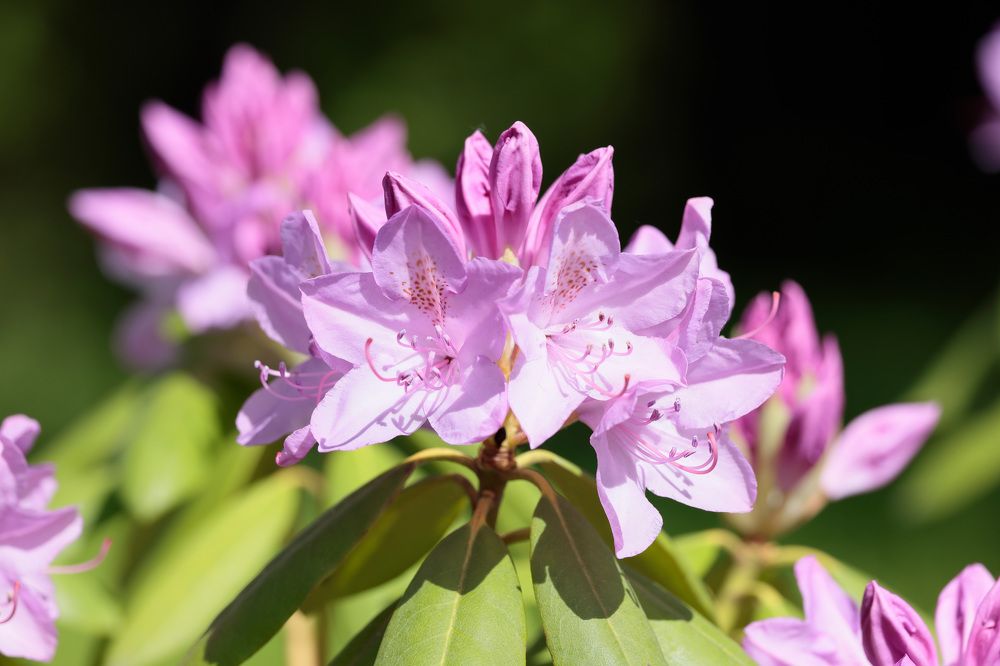 Фотография автора Алексей Попов