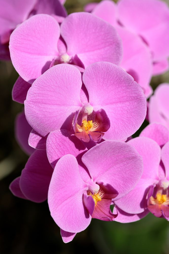 Фотография автора Алексей Попов