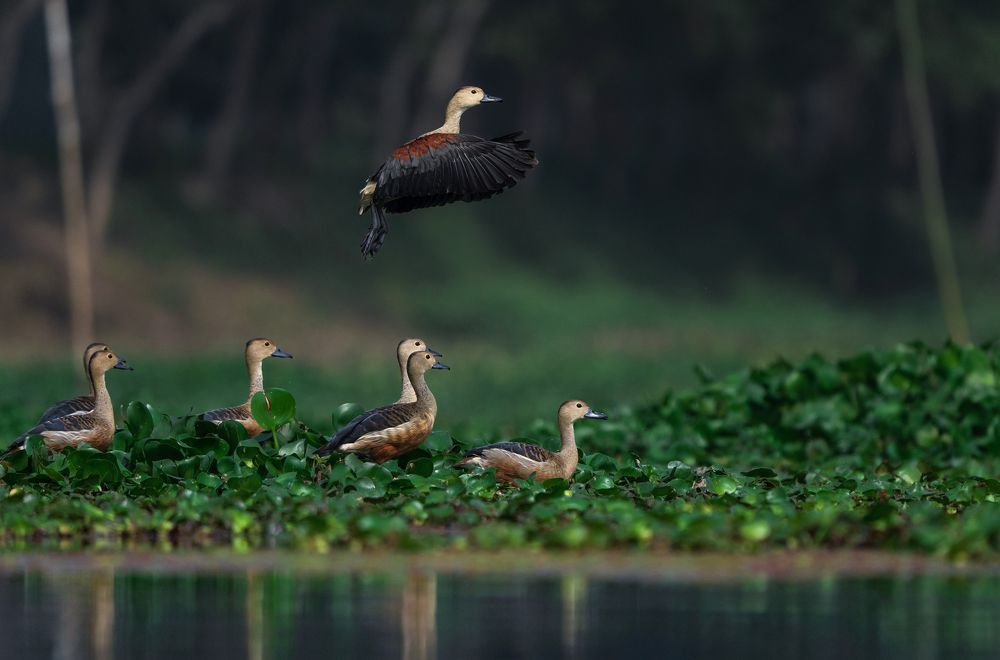 Фотография автора Nived yadav