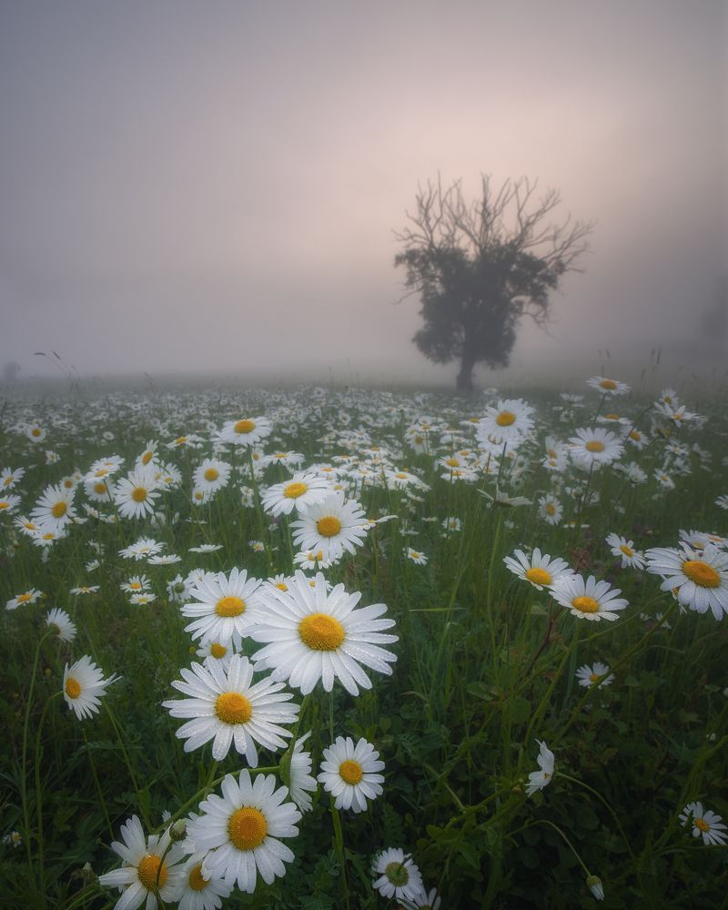 Фотография автора Дмитренко Екатерина