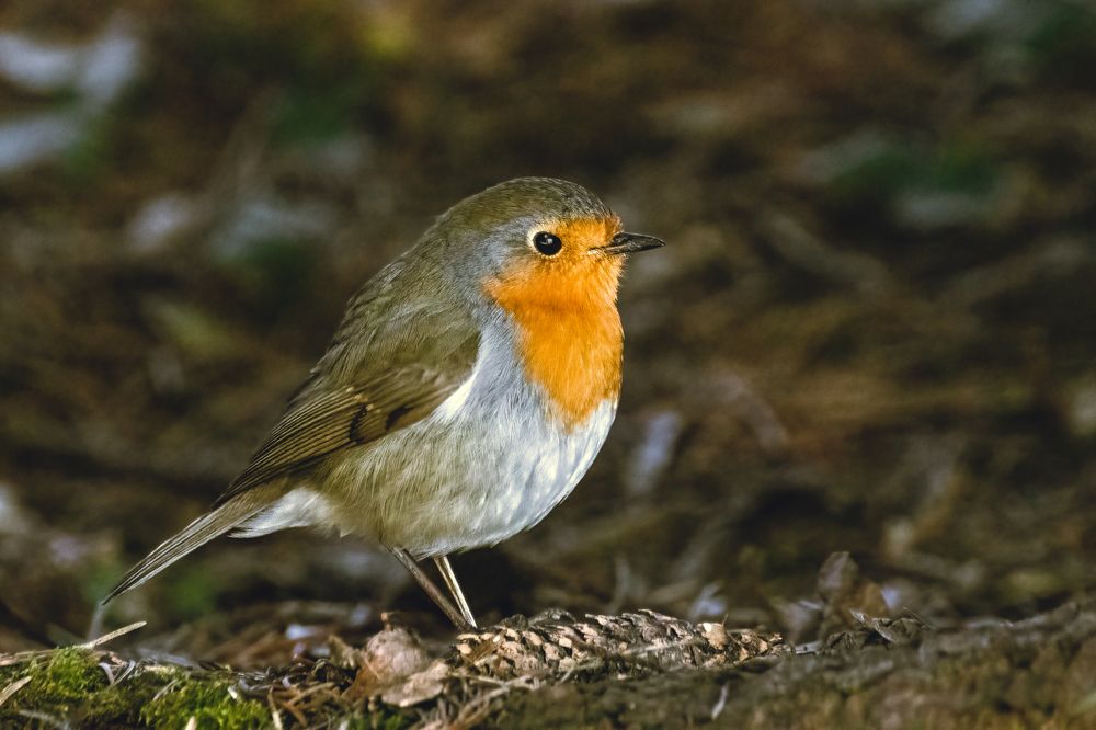 Photograph by Gregor Kobilica