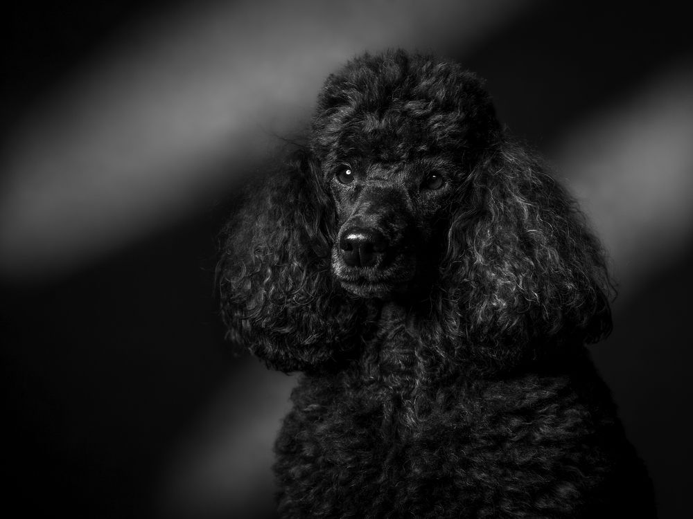 Пудель Тобиас