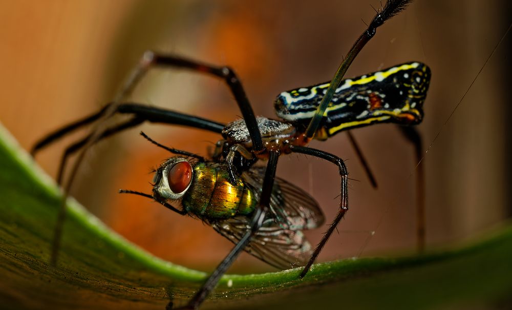 Photograph by Roelof Groesbeek