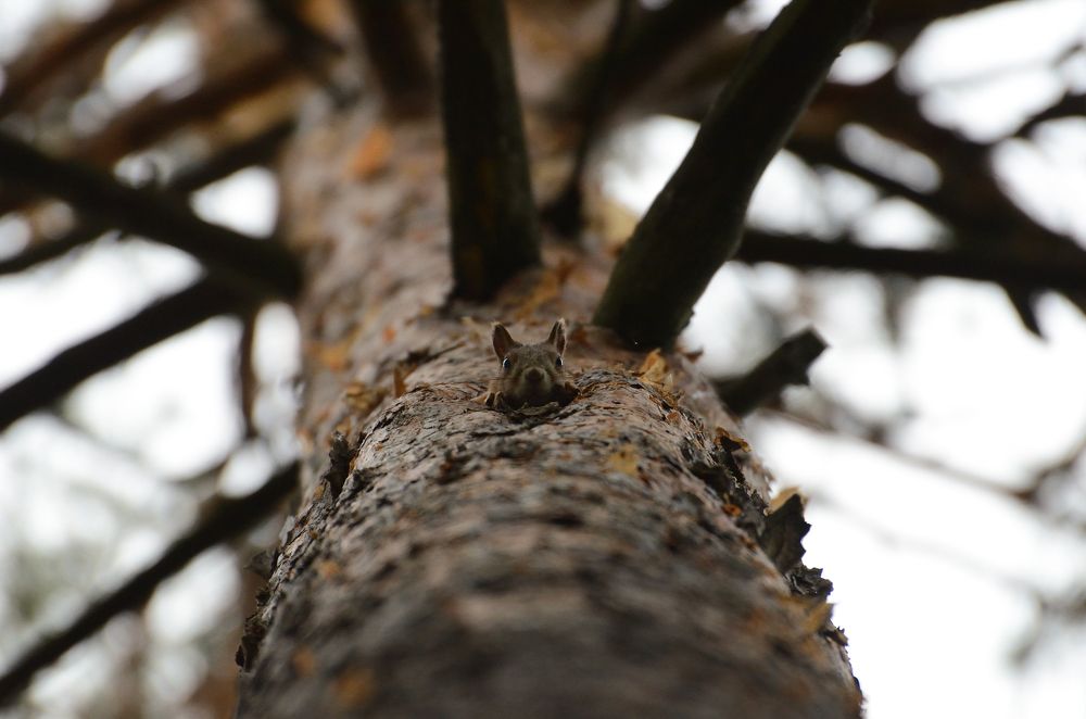 Фотография автора Елена