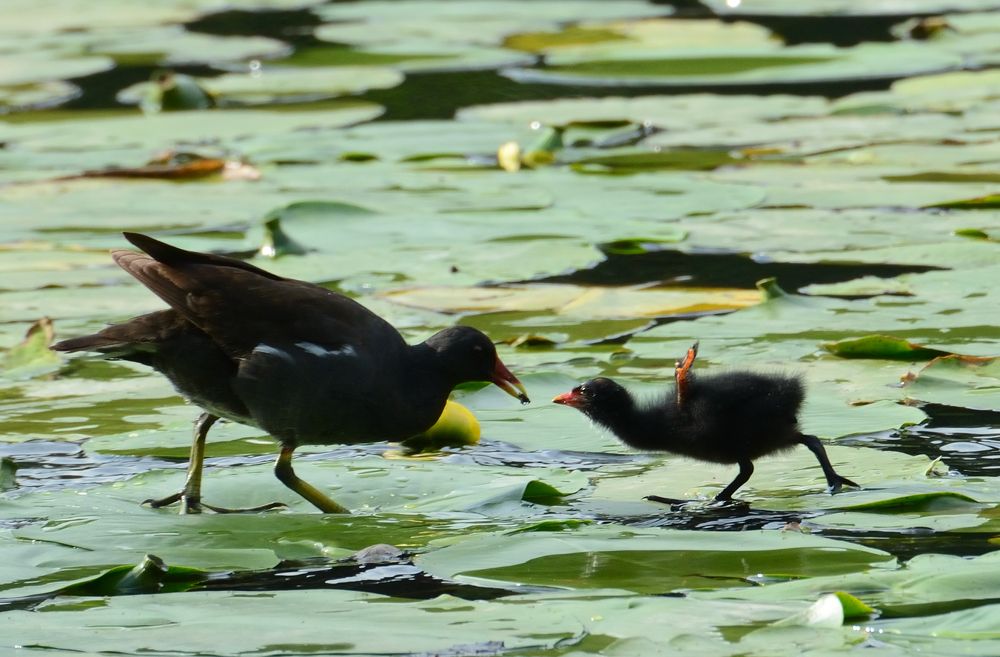 Фотография автора Елена